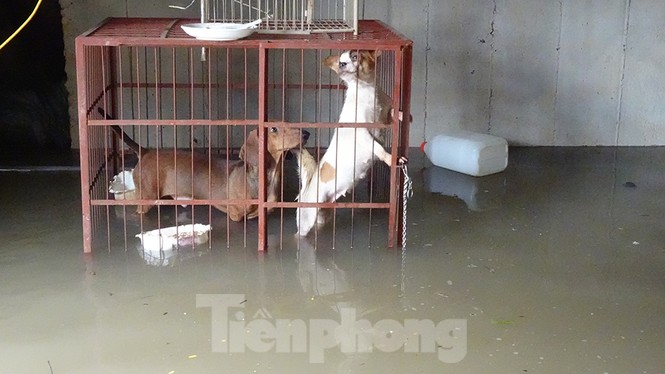 Dân hạng sang sống nhà liền kề chục tỷ hì hục bơm nước thoát ngập - ảnh 6