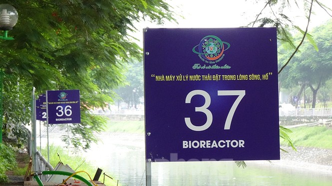 Nước sông Tô Lịch trong veo sau bão, cần thủ thỏa sức buông câu bắt cá - ảnh 6
