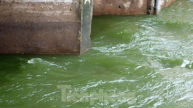 Nước sông Tô Lịch trong veo sau bão, cần thủ thỏa sức buông câu bắt cá - ảnh 9
