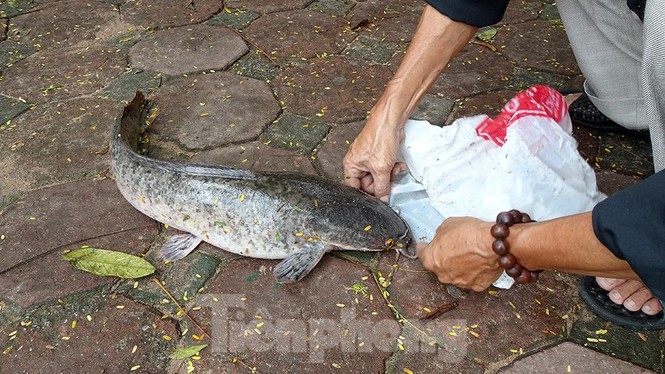 Nước sông Tô Lịch trong veo sau bão, cần thủ thỏa sức buông câu bắt cá - ảnh 15