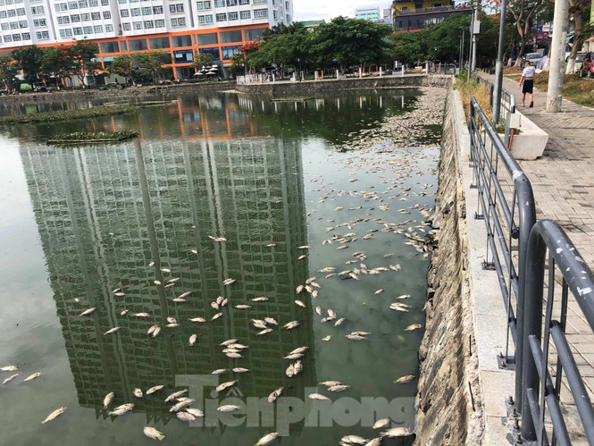 Cá chết trắng hồ điều hòa ở Đà Nẵng do rò rỉ nước thải - ảnh 2