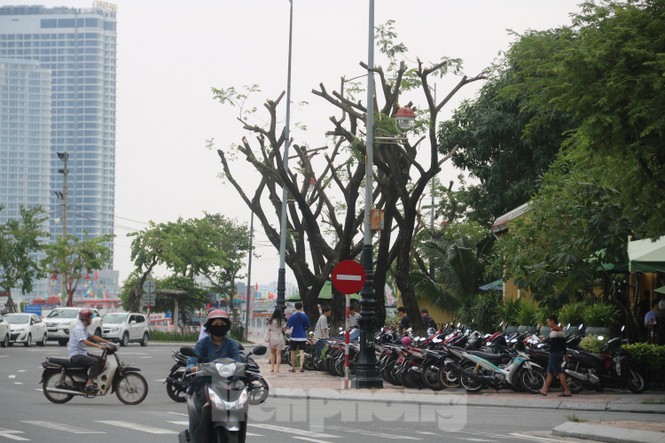 Hàng trăm cây xanh ở Đà Nẵng bị cặt trụi cành - ảnh 9