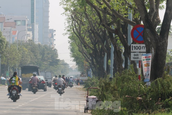 Hàng trăm cây xanh ở Đà Nẵng bị cặt trụi cành - ảnh 11
