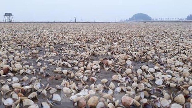 Ngao chết trắng bãi, chủ đầm trắng đêm đi nhặt vỏ ngao chết, cứu ngao sống - ảnh 2