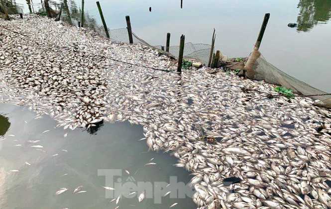 Cá chết trắng mặt sông, nghi do nước thải khu công nghiệp - ảnh 1