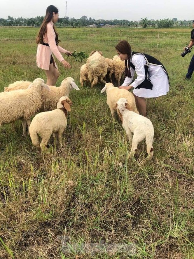 Thảm cúc họa mi trắng tinh khôi ở Nam Định 'hút' giới trẻ - ảnh 20