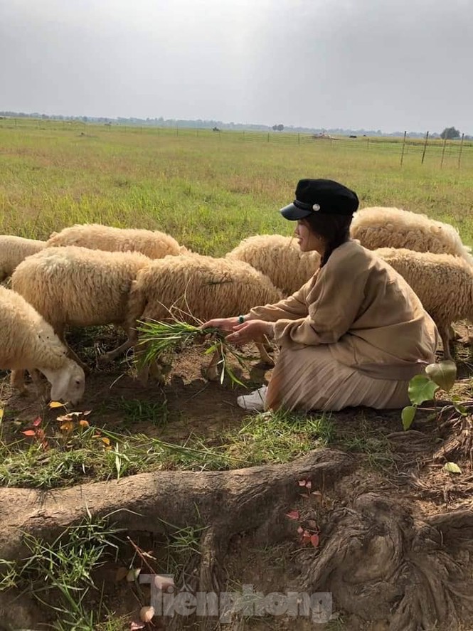 Thảm cúc họa mi trắng tinh khôi ở Nam Định 'hút' giới trẻ - ảnh 19