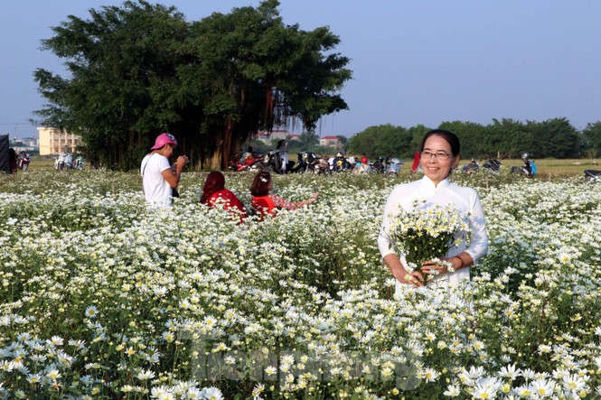 Thảm cúc họa mi trắng tinh khôi ở Nam Định 'hút' giới trẻ - ảnh 13