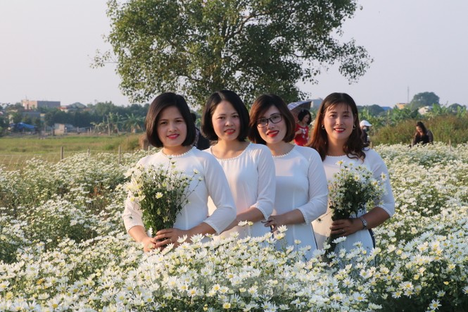 Thảm cúc họa mi trắng tinh khôi ở Nam Định 'hút' giới trẻ - ảnh 12