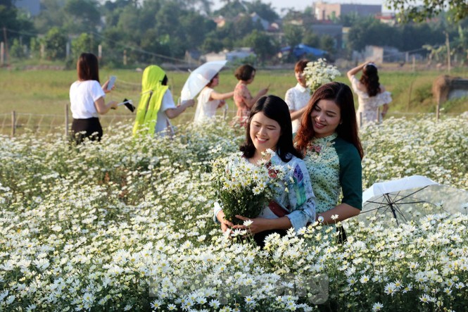 Thảm cúc họa mi trắng tinh khôi ở Nam Định 'hút' giới trẻ - ảnh 10