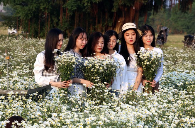 Thảm cúc họa mi trắng tinh khôi ở Nam Định 'hút' giới trẻ - ảnh 17