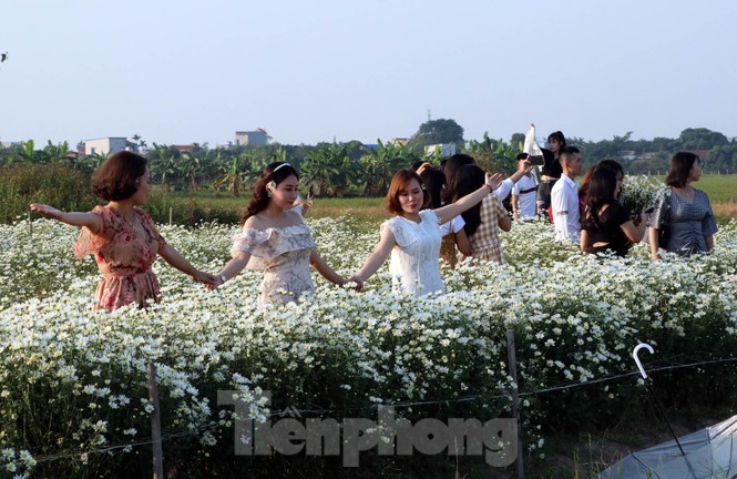 Thảm cúc họa mi trắng tinh khôi ở Nam Định 'hút' giới trẻ - ảnh 16