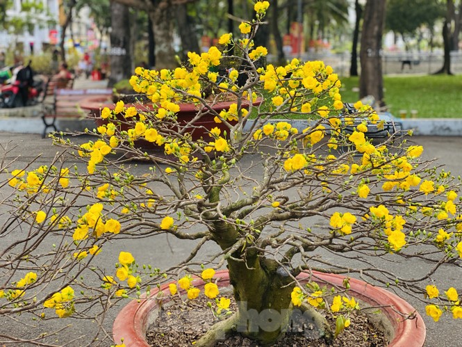 Mai bung nụ nở sớm, nhiều nhà vườn 'méo mặt' sợ ế - ảnh 12