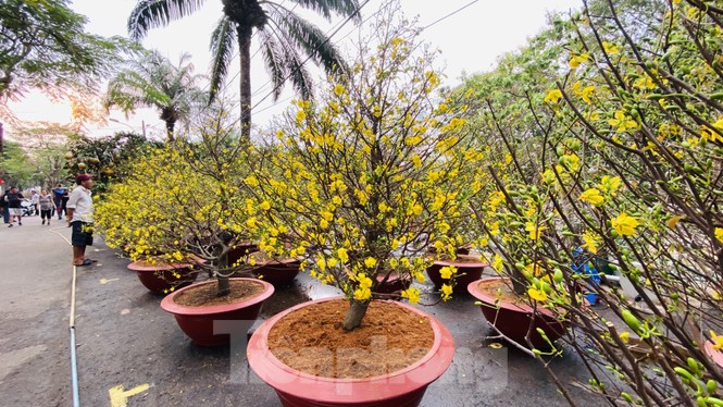 Mai bung nụ nở sớm, nhiều nhà vườn 'méo mặt' sợ ế - ảnh 11