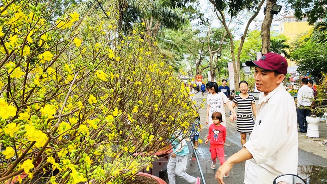 Mai bung nụ nở sớm, nhiều nhà vườn 'méo mặt' sợ ế - ảnh 13