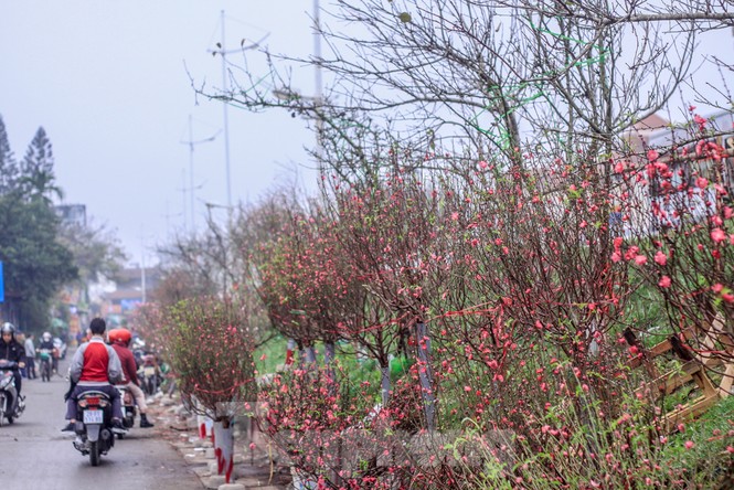 Không khí Tết ngập tràn phố phường Thủ đô - ảnh 13