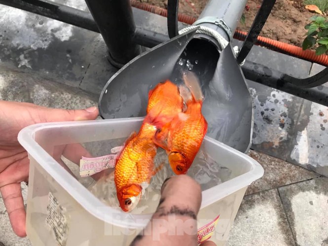 Dân chung cư Hà Nội cho cá chép 'đi cầu trượt' tiễn ông Táo - ảnh 8
