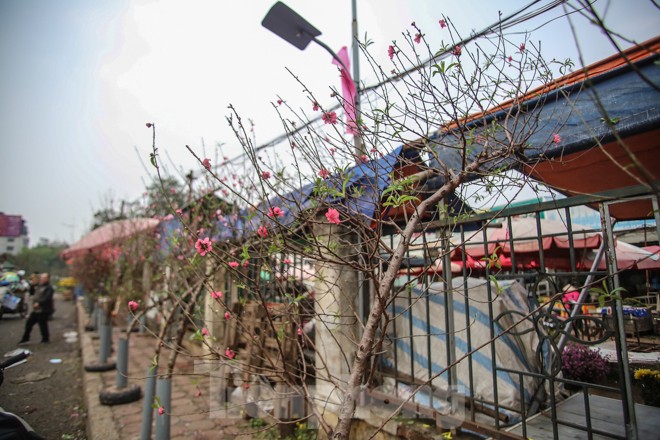 Người dân Hà Nội 'săn' đào cúng rằm tháng Giêng - ảnh 2
