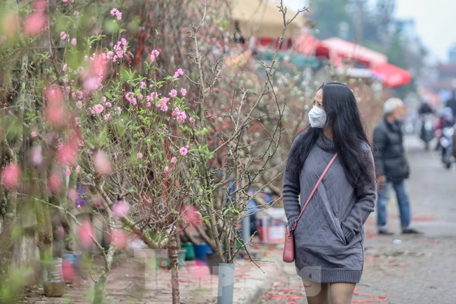 Người dân Hà Nội 'săn' đào cúng rằm tháng Giêng - ảnh 5