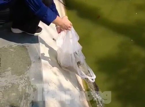 Phóng sinh 'đủ món' ra hồ Hoàn Kiếm ngày rằm tháng 7 - ảnh 11