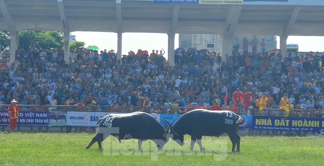 Ông trâu số 07 giành chức vô địch Lễ hội chọi trâu Đồ Sơn năm 2019 - ảnh 1