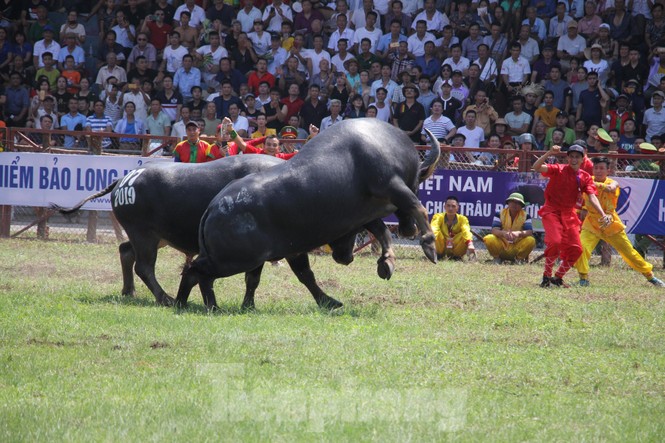 Ông trâu số 07 giành chức vô địch Lễ hội chọi trâu Đồ Sơn năm 2019 - ảnh 7