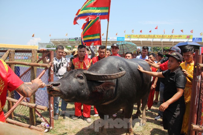 Ông trâu số 07 giành chức vô địch Lễ hội chọi trâu Đồ Sơn năm 2019 - ảnh 5