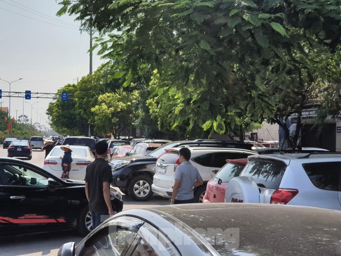 Chọi trâu Đồ Sơn, vô tư bán vé giả, bãi xe tự phát tha hồ