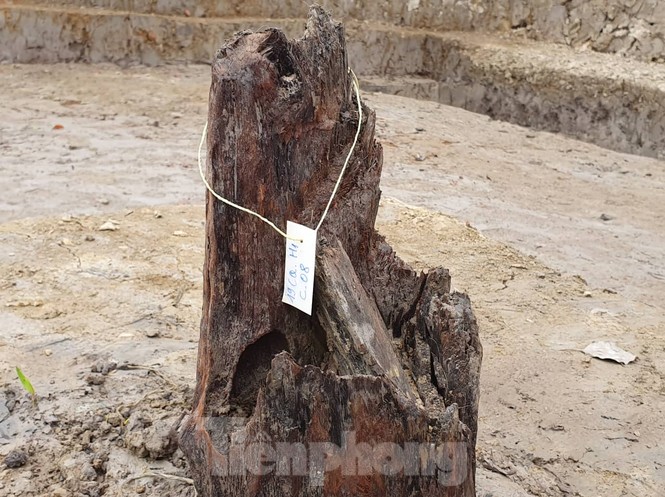 Giáo sư sử học Lê Văn Lan nói gì về bãi cọc nghìn năm tuổi ở Hải Phòng? - ảnh 4