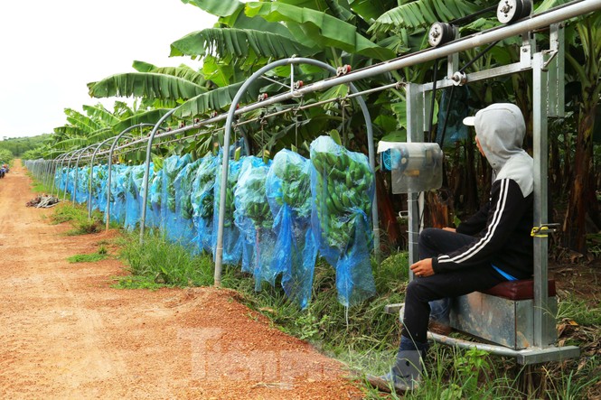 Tết vui, cùng bay theo ròng rọc chuối xuất khẩu - ảnh 8
