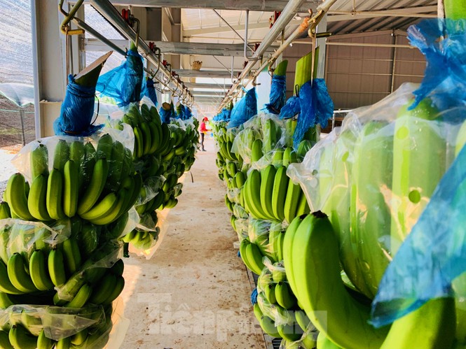 Tết vui, cùng bay theo ròng rọc chuối xuất khẩu - ảnh 9