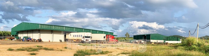 Tết vui, cùng bay theo ròng rọc chuối xuất khẩu - ảnh 10