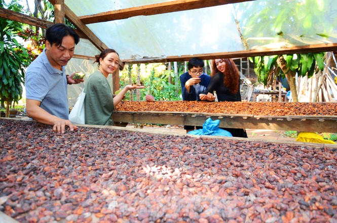 Du xuân với vườn ca cao muôn màu trên Tây Nguyên - ảnh 9