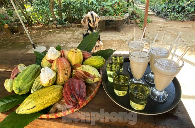 Du xuân với vườn ca cao muôn màu trên Tây Nguyên - ảnh 7