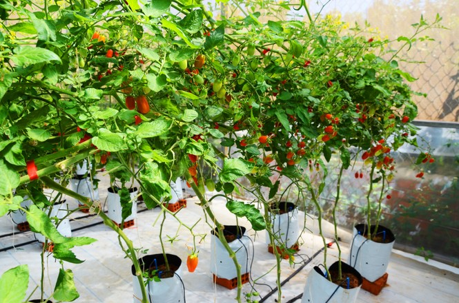 Vườn cà chua siêu ngọt, trĩu quả hút khách ở Tây Nguyên - ảnh 7