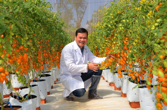 Vườn cà chua siêu ngọt, trĩu quả hút khách ở Tây Nguyên - ảnh 6