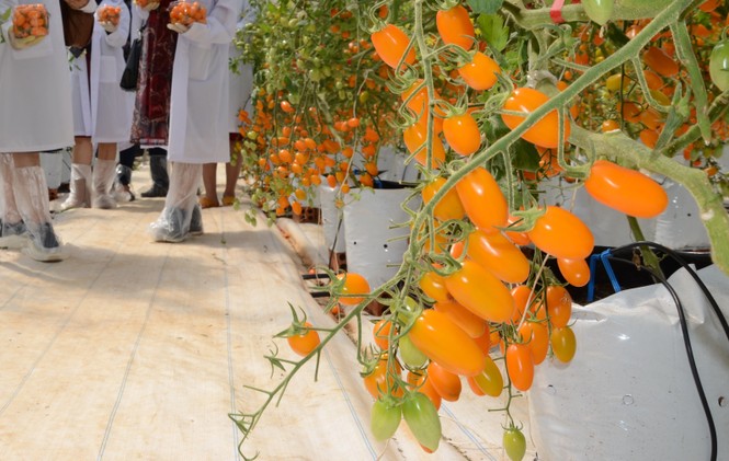 Vườn cà chua siêu ngọt, trĩu quả hút khách ở Tây Nguyên - ảnh 1