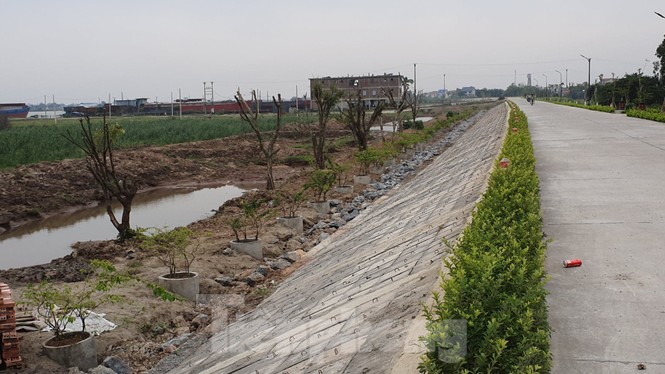 Ngang nhiên trồng hàng trăm cây lâu năm xâm phạm nghiêm trọng đê sông Đáy - ảnh 6
