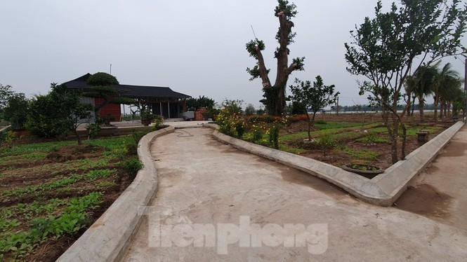 Ngang nhiên trồng hàng trăm cây lâu năm xâm phạm nghiêm trọng đê sông Đáy - ảnh 7
