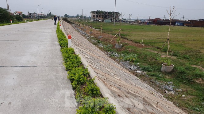 Ngang nhiên trồng hàng trăm cây lâu năm xâm phạm nghiêm trọng đê sông Đáy - ảnh 1
