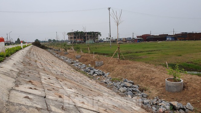 Ngang nhiên trồng hàng trăm cây lâu năm xâm phạm nghiêm trọng đê sông Đáy - ảnh 2