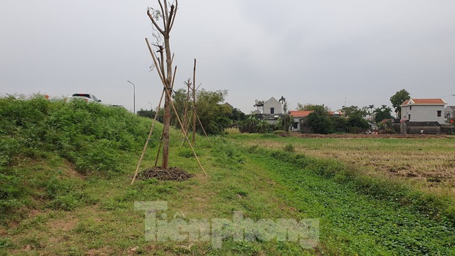 Ngang nhiên trồng hàng trăm cây lâu năm xâm phạm nghiêm trọng đê sông Đáy - ảnh 3