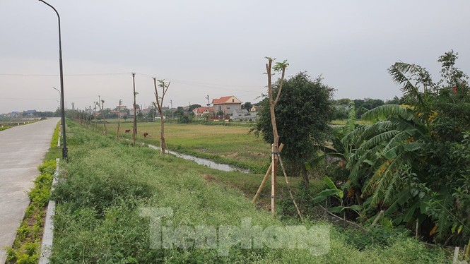 Ngang nhiên trồng hàng trăm cây lâu năm xâm phạm nghiêm trọng đê sông Đáy - ảnh 4