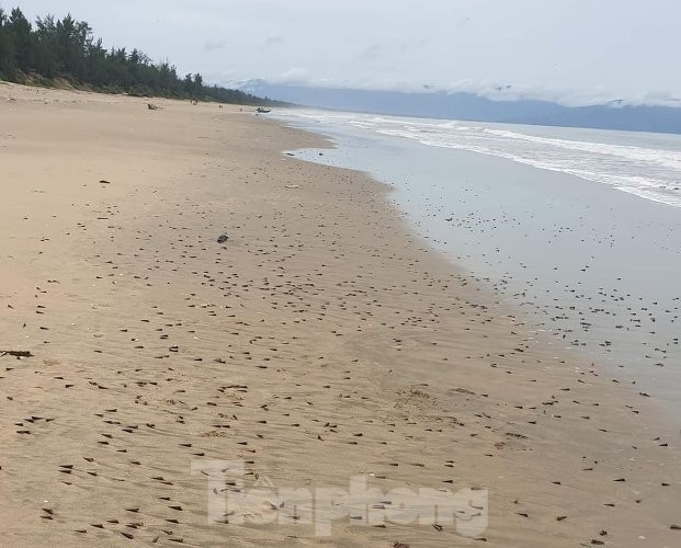Người dân ‘quê Bọ’ nhận lộc trời chưa từng thấy sau cơn bão đi qua - ảnh 2