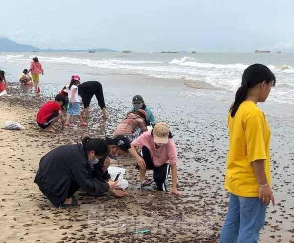 Người dân ‘quê Bọ’ nhận lộc trời chưa từng thấy sau cơn bão đi qua - ảnh 1