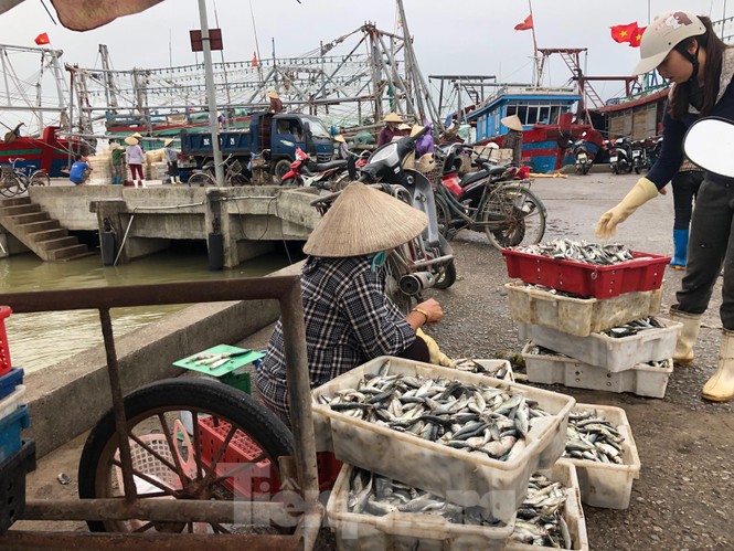 Vụ cá 'khủng' bị xẻ bán ở Thanh Hóa: Không người mua cá sau khi cắt mổ - ảnh 3