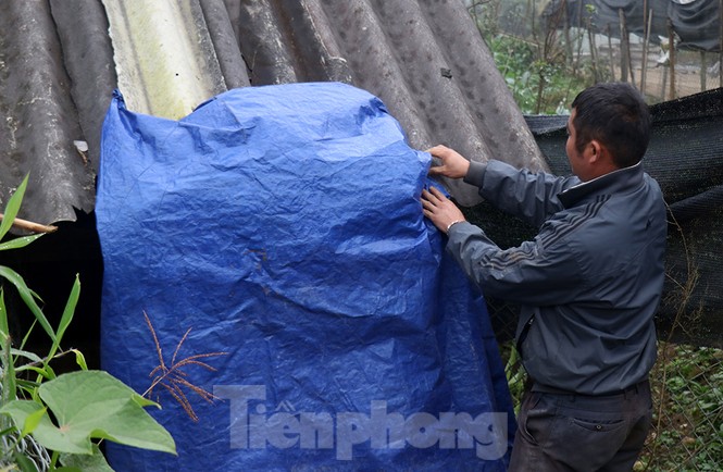 Thời tiết dưới 11 độ, Sa Pa chìm trong giá rét - ảnh 6