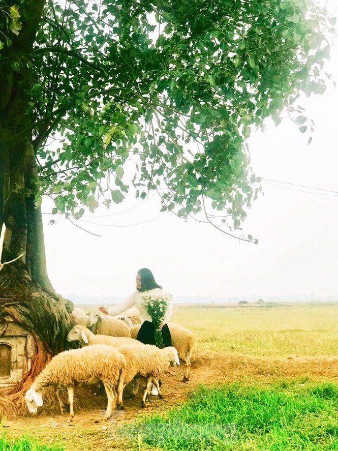 Thảm cúc họa mi trắng tinh khôi ở Nam Định 'hút' giới trẻ - ảnh 4