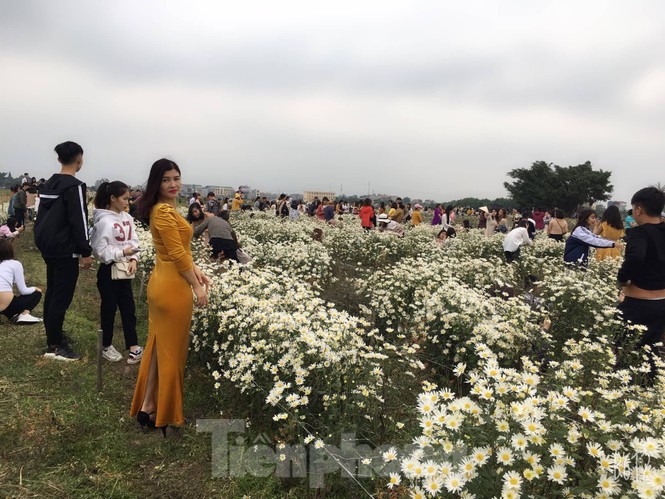 Thảm cúc họa mi trắng tinh khôi ở Nam Định 'hút' giới trẻ - ảnh 1