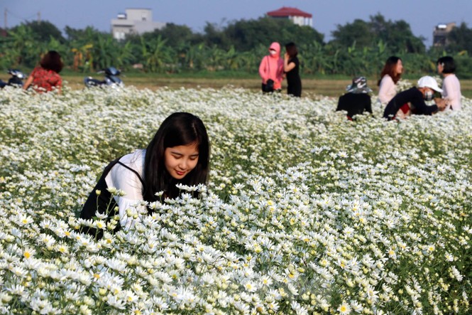 Thảm cúc họa mi trắng tinh khôi ở Nam Định 'hút' giới trẻ - ảnh 3